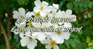 Aperçu de la carte : Le stress est ignorant, 
il croit que tout est urgent.