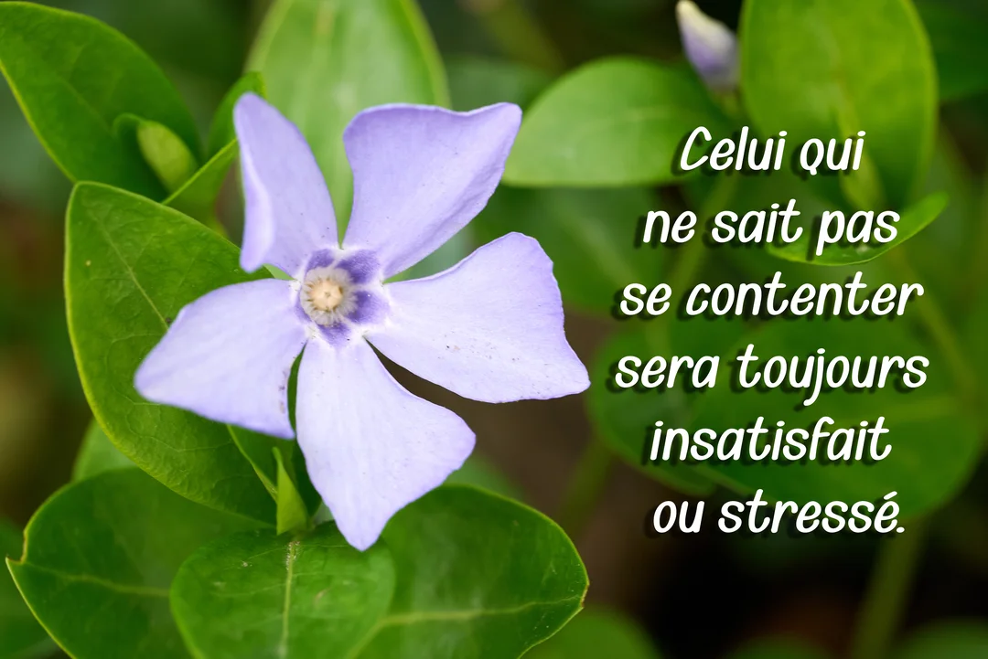 Gros plan sur une fleur de pervenche mauve à cinq pétales, entourée de feuillage vert vif, avec une citation sur le contentement superposée.