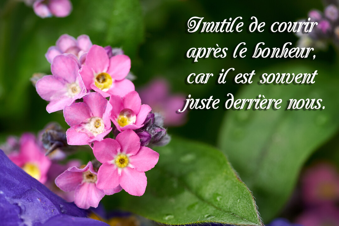 Photographie en gros plan de délicates fleurs roses au cœur jaune, avec une citation philosophique sur le bonheur superposée sur un fond végétal flou.