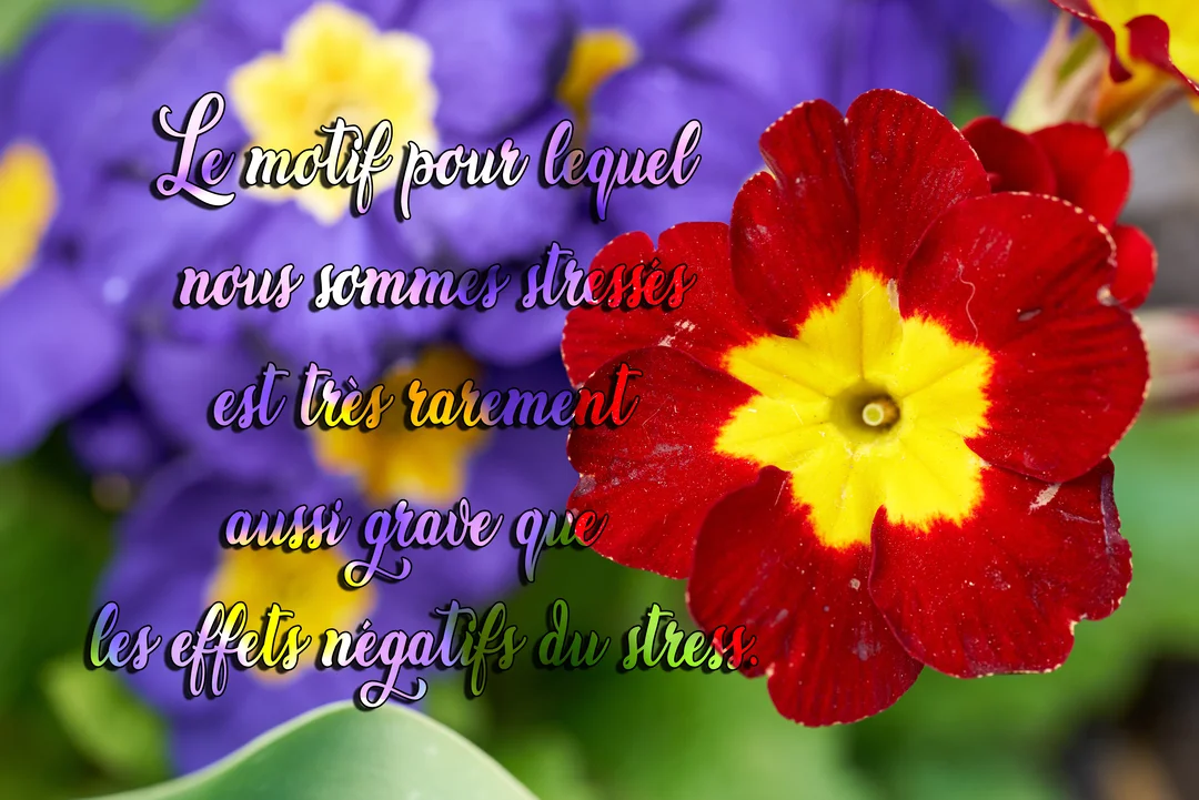 Gros plan sur des primevères colorées, avec une fleur rouge et jaune nette au premier plan et des fleurs violettes floues en arrière-plan.