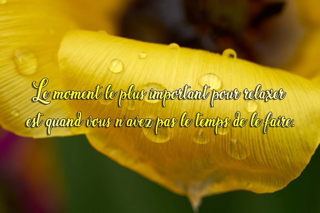 Photographie en gros plan d'un pétale de tulipe jaune vif, parsemé de petites gouttes d'eau, sur lequel est inscrite une citation.