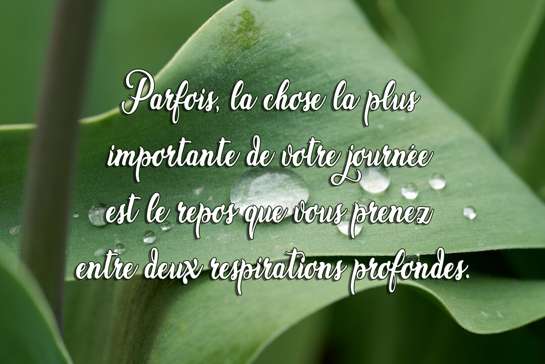 En gros plan, une citation inspirante sur le repos est superposée à une feuille verte luxuriante ornée de quelques gouttes de rosée.