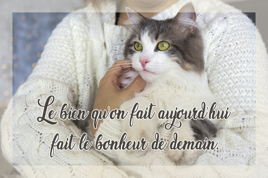 Une personne portant un pull en maille blanche tient tendrement dans ses bras un chat duveteux gris et blanc, tout en le caressant.