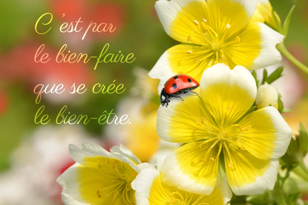 Photographie en gros plan d'une coccinelle rouge posée sur les pétales jaunes et blancs d'une fleur, avec une citation philosophique superposée.