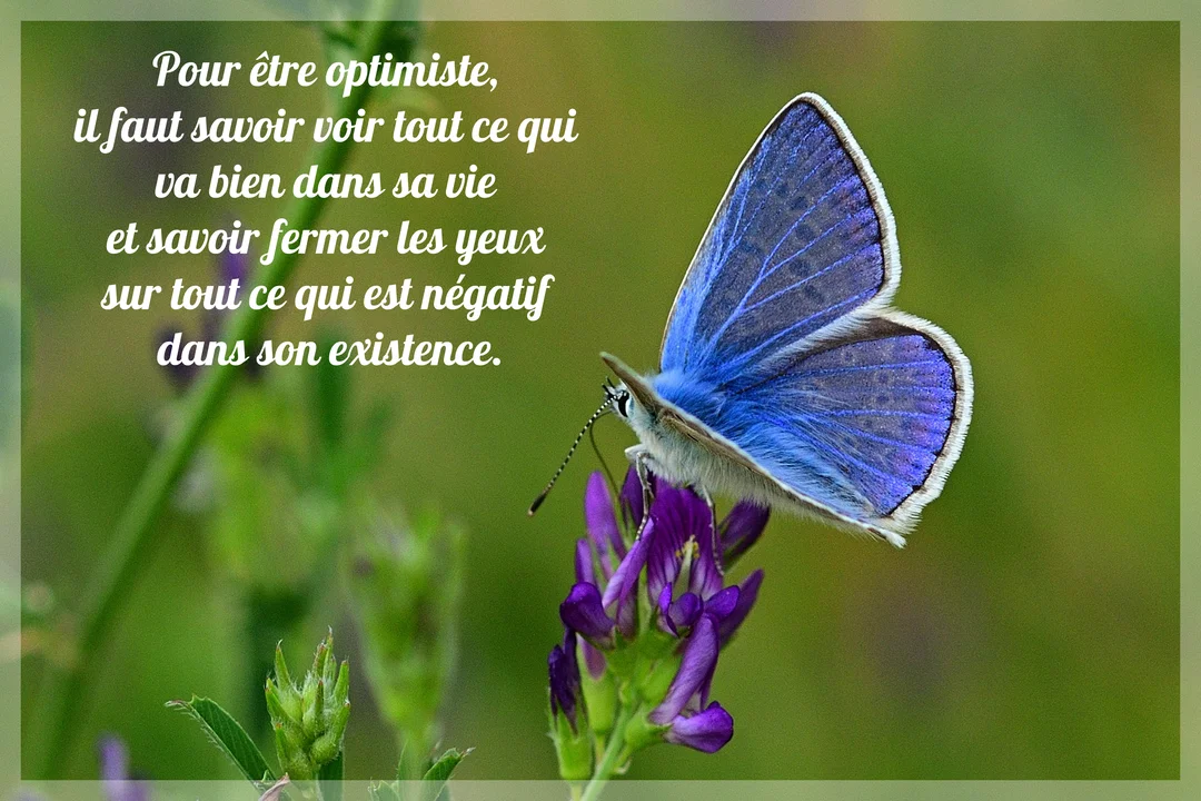 Un gros plan photographique montre un papillon bleu aux reflets irisés butinant une fleur de trèfle violet sur un fond vert naturel.
