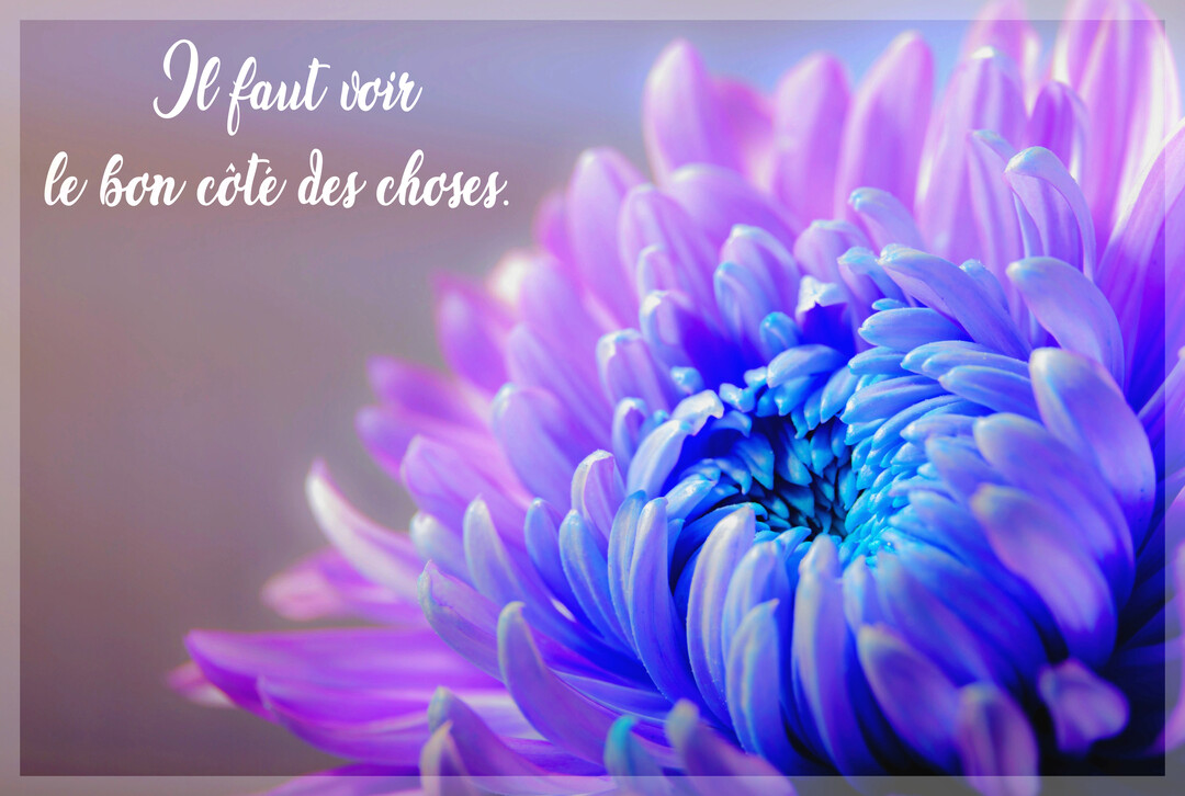 Gros plan sur une fleur de chrysanthème aux pétales violets et au cœur bleu vif, avec un texte manuscrit blanc superposé.