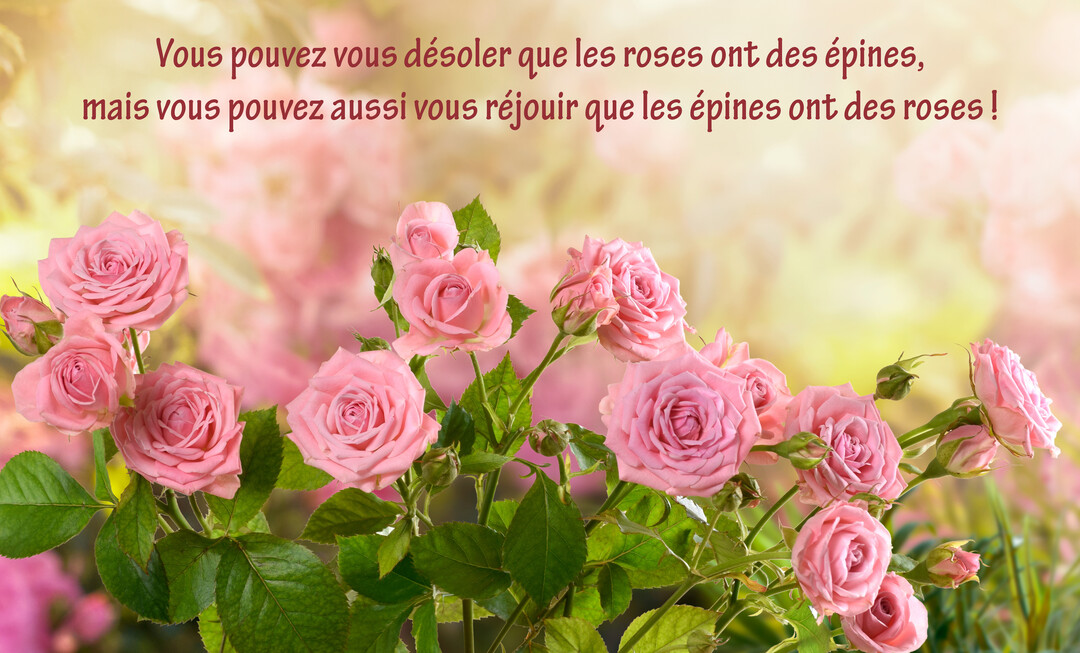 Un parterre de roses roses épanouies sous une lumière douce et dorée, avec un texte poétique superposé sur la partie supérieure de la carte.