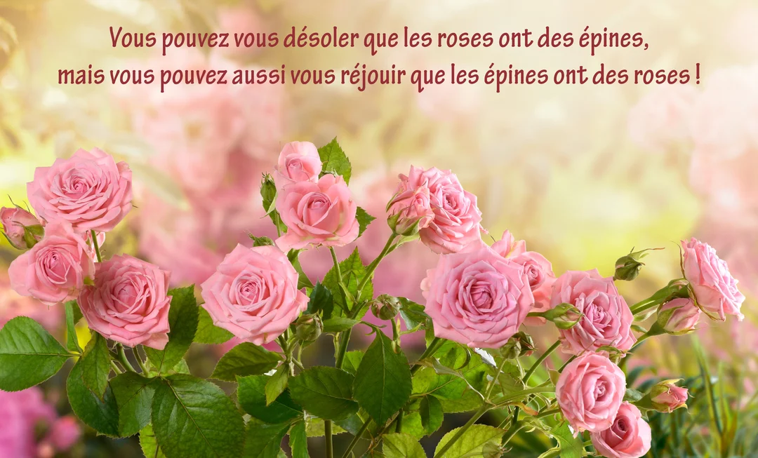 Un parterre de roses roses épanouies sous une lumière douce et dorée, avec un texte poétique superposé sur la partie supérieure de la carte.