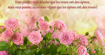 Aperçu de la carte : « Vous pouvez vous désoler que les roses ont des épines, mais vous pouvez aussi... »