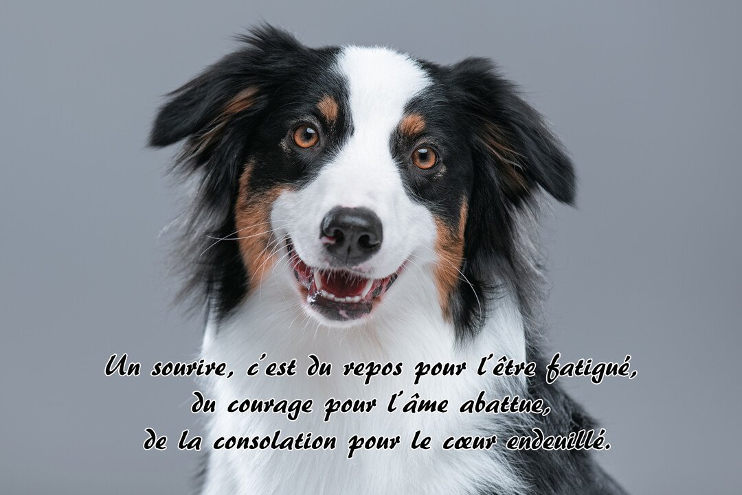 Un chien de race Berger Australien, tricolore noir, blanc et feu, sourit à la caméra sur un fond uni gris clair.