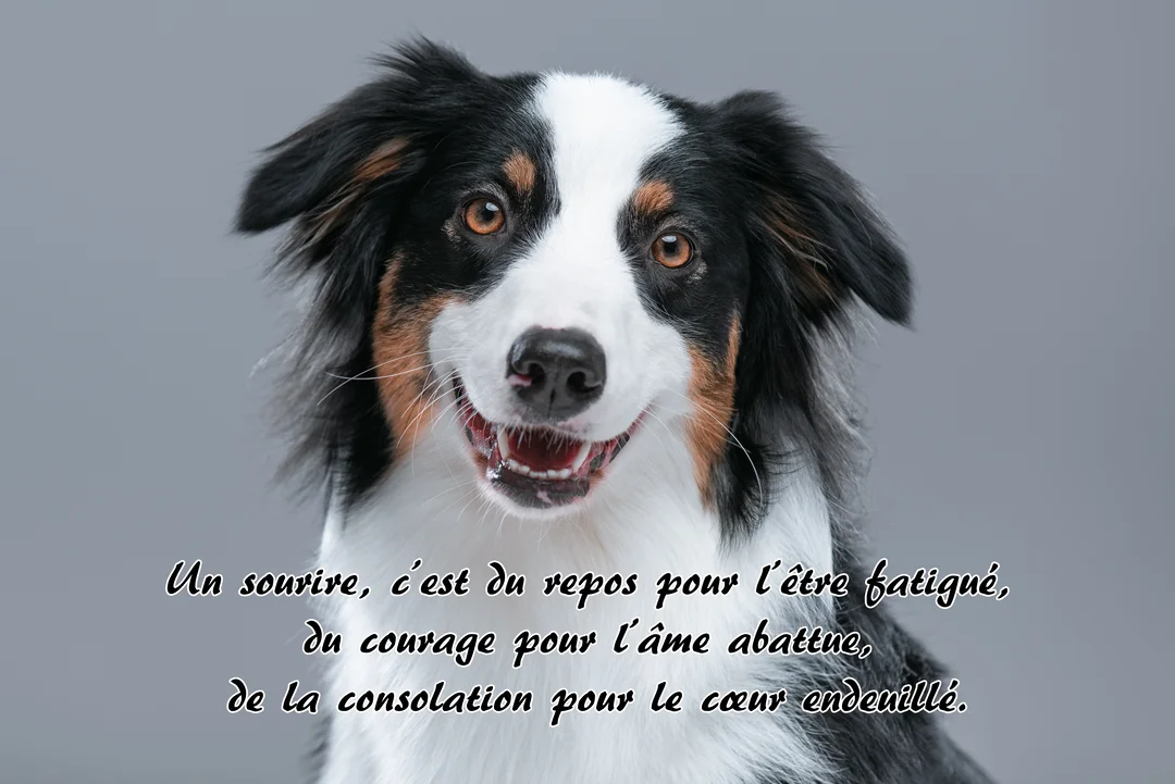 Un chien de race Berger Australien, tricolore noir, blanc et feu, sourit à la caméra sur un fond uni gris clair.