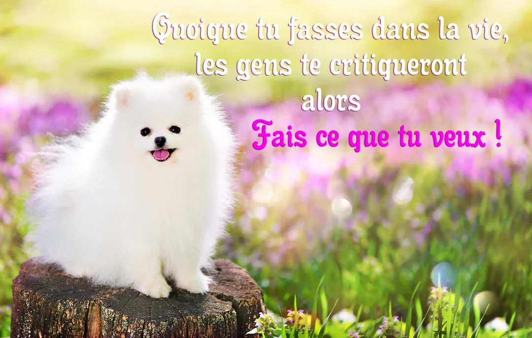 Un adorable petit chien spitz blanc est assis sur une souche d'arbre dans un champ de fleurs, avec une citation sur l'importance d'être soi-même.