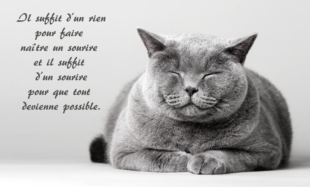 Photographie en noir et blanc d'un chat British Shorthair couché, les yeux clos, affichant une expression de contentement sur un fond uni.