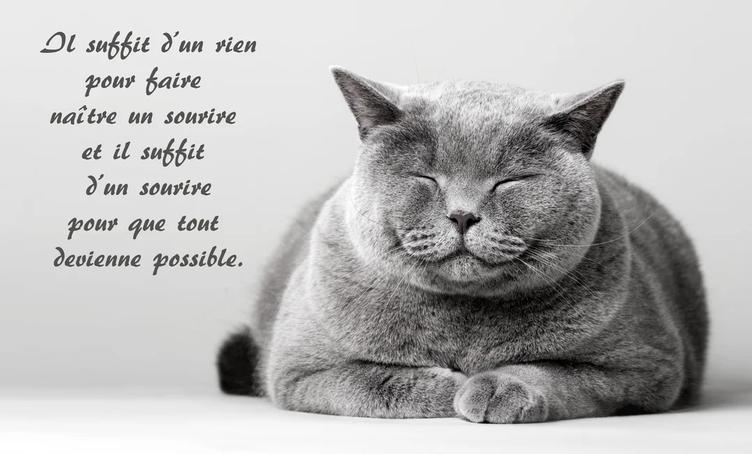 Photographie en noir et blanc d'un chat British Shorthair couché, les yeux clos, affichant une expression de contentement sur un fond uni.