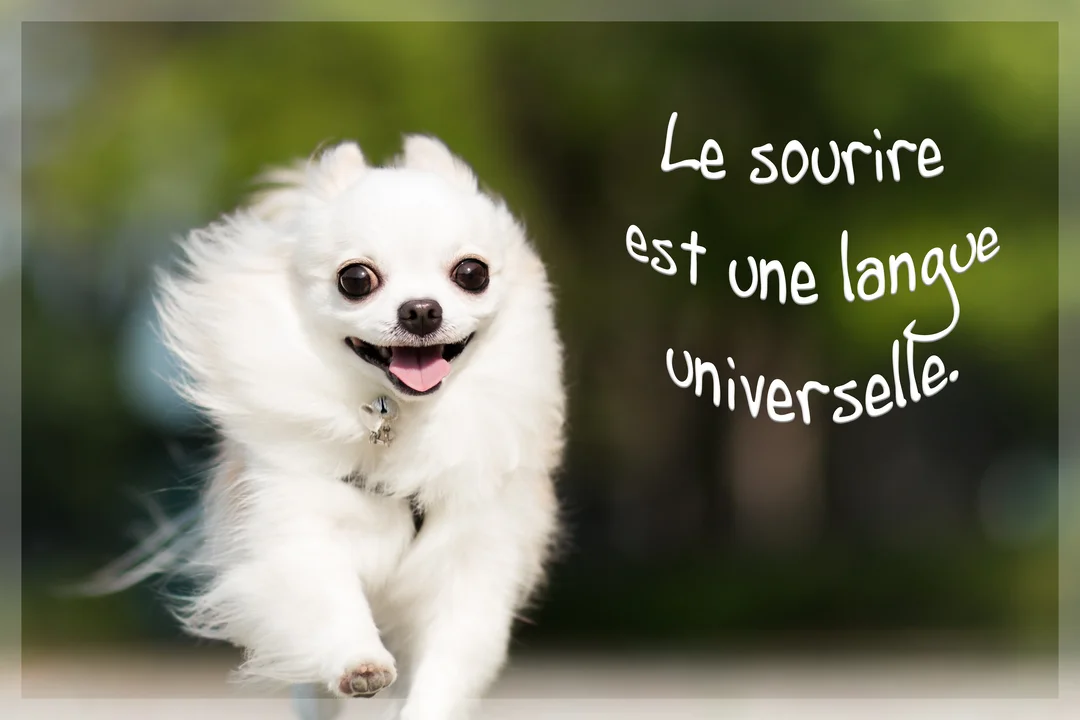 Un petit chien blanc à poil long, de race Chihuahua, court en plein air vers la caméra avec une expression joyeuse et la langue tirée.