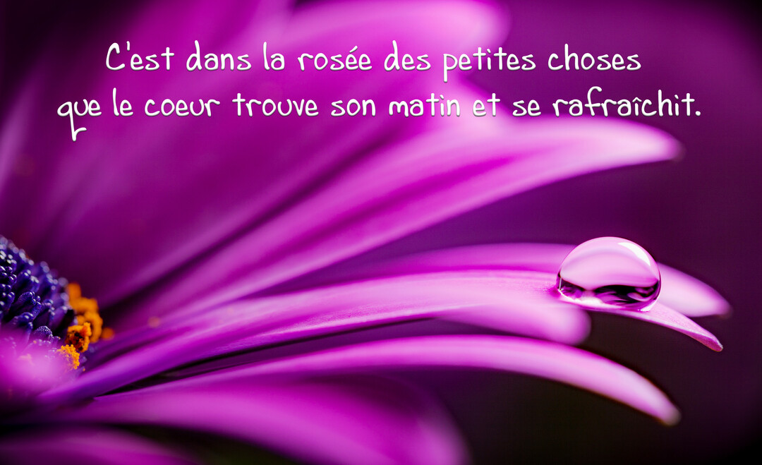 En gros plan, une goutte d'eau ronde et transparente repose délicatement sur le pétale d'une fleur magenta, avec une citation poétique superposée.