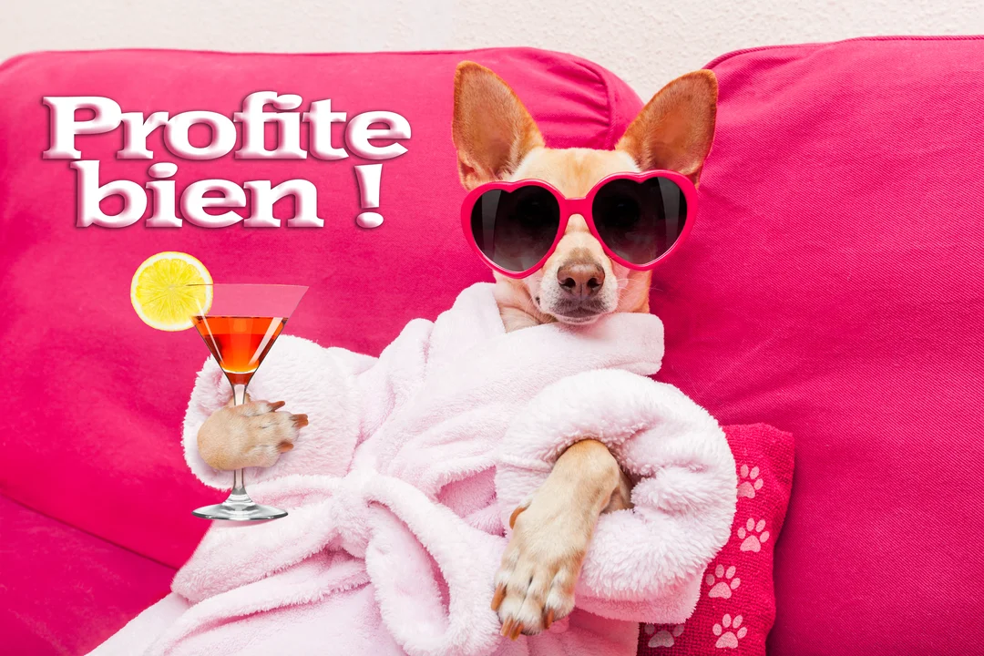 Un petit chien beige porte un peignoir et des lunettes de soleil roses, tenant un cocktail sur un canapé fuchsia.