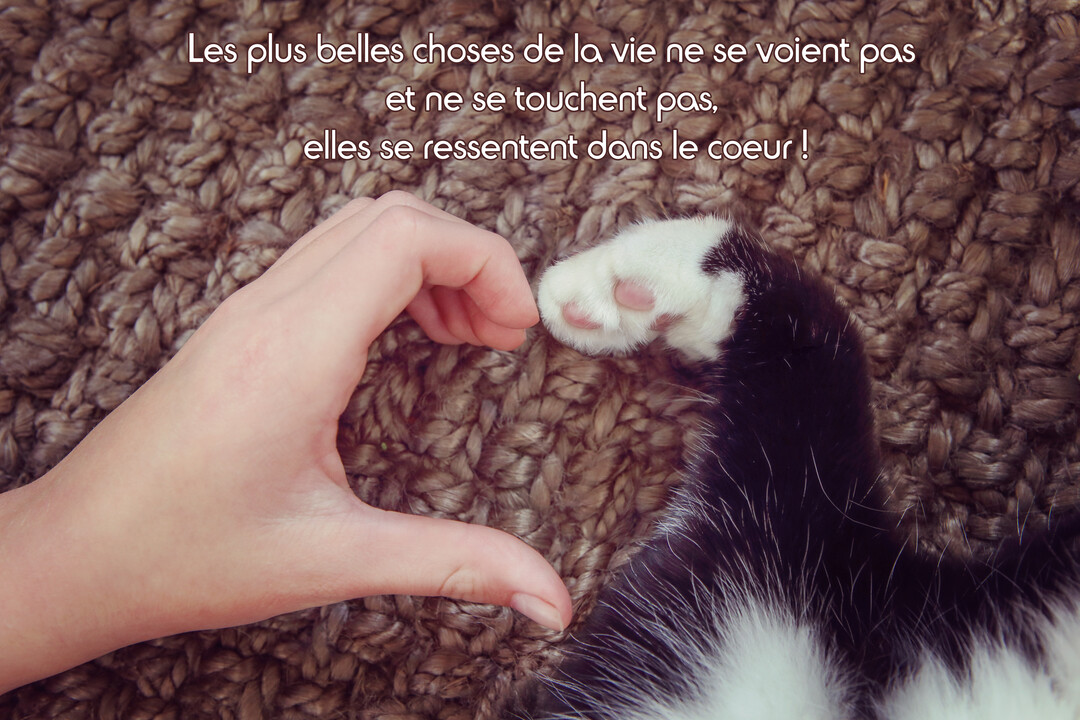 Vue de dessus, une main humaine et la patte d'un chat forment un cœur sur un plaid en laine tressée de couleur marron.