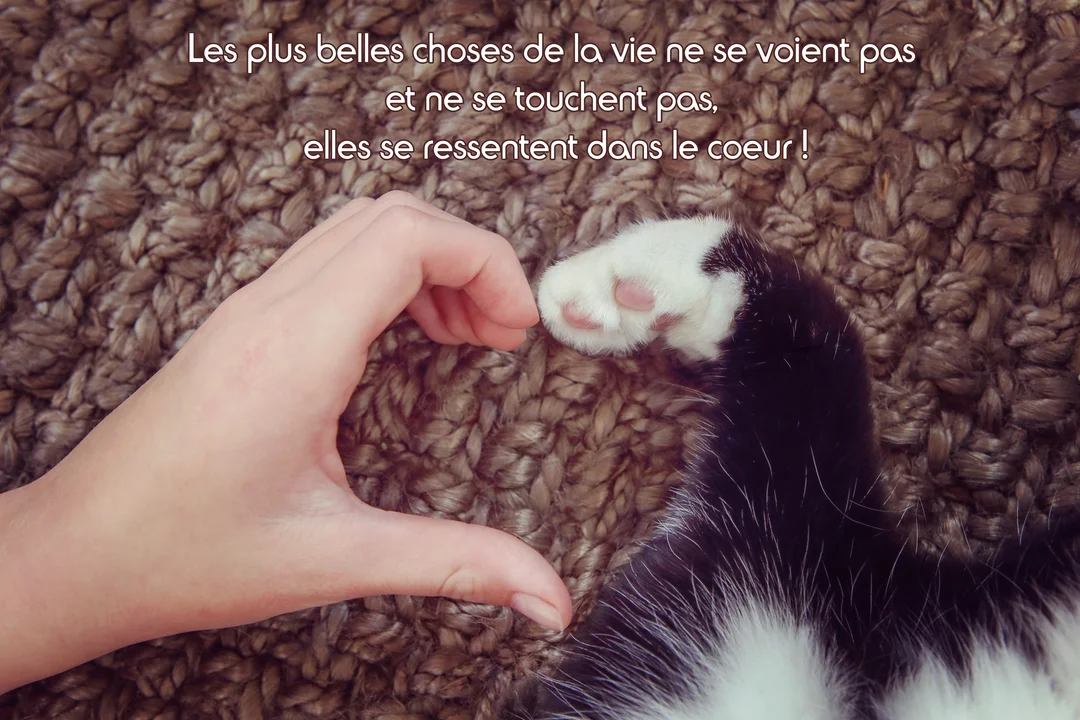 Vue de dessus, une main humaine et la patte d'un chat forment un cœur sur un plaid en laine tressée de couleur marron.