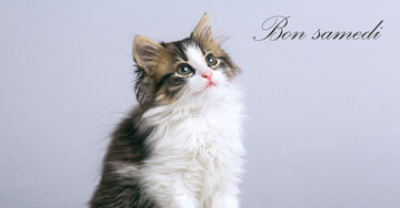 Aperçu de la carte : Bon samedi