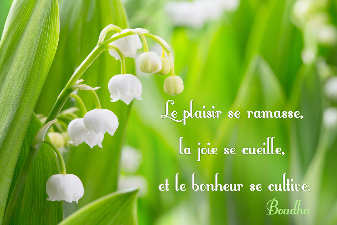 Une photographie en gros plan de brins de muguet avec des clochettes blanches délicates sur un fond verdoyant et flou, accompagnée d'une citation.