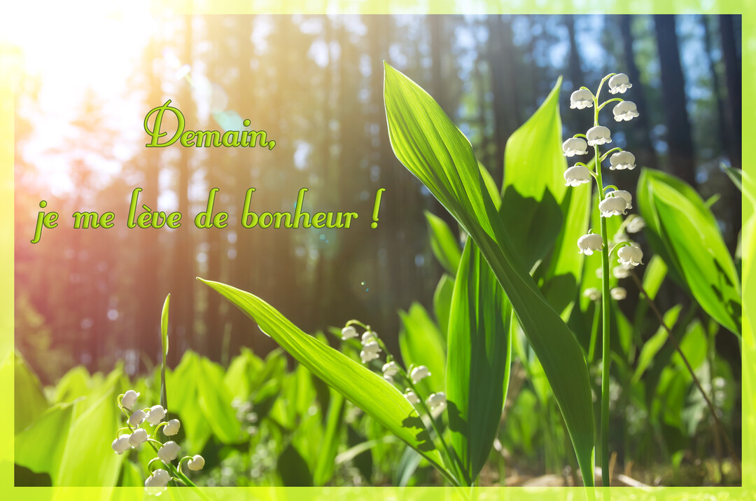 Des brins de muguet avec leurs clochettes blanches et leurs feuilles vertes en gros plan, dans un sous-bois ensoleillé au petit matin.
