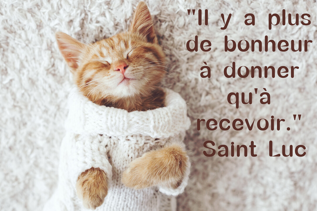 Un chaton roux endormi, blotti dans un pull en tricot blanc, repose sur une couverture douce avec une expression de bien-être total.