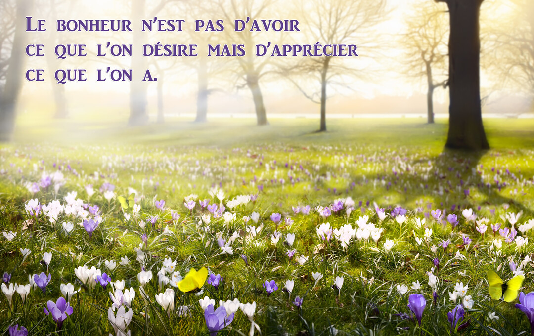 Une prairie verdoyante parsemée de crocus blancs et violets, avec des arbres en arrière-plan sous une lumière solaire douce et diffuse.