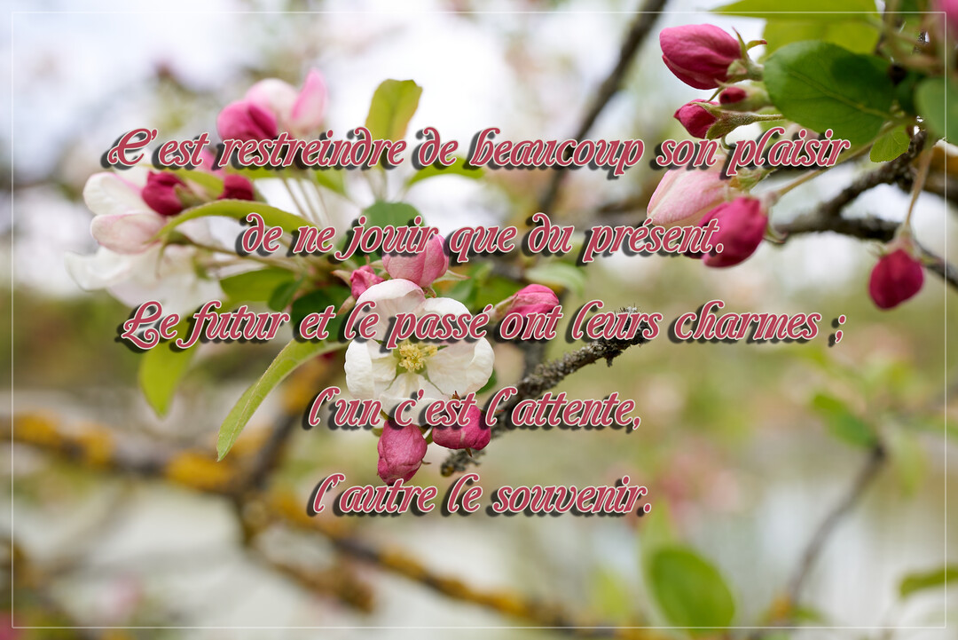 Une citation poétique sur le temps est superposée à une photographie en gros plan de délicates fleurs de pommier blanches et roses en pleine floraison.