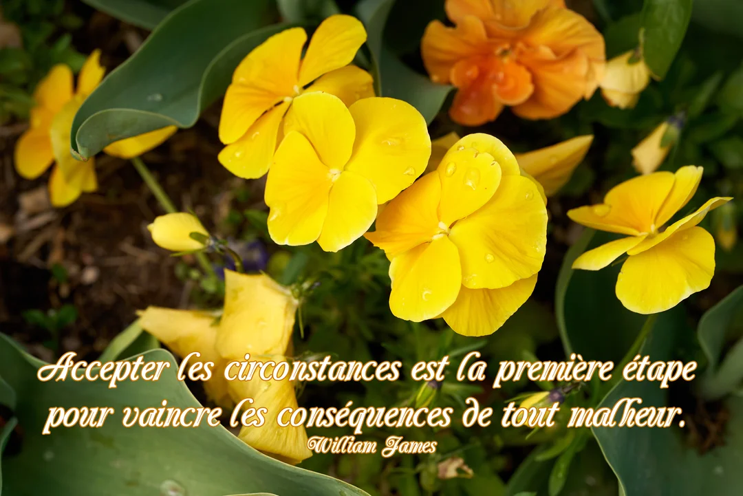 Une photographie en gros plan de fleurs de pensées jaunes et orangées dans un parterre, avec une citation philosophique de William James superposée.