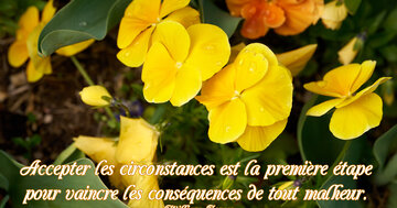 Aperçu de la carte : « Accepter les circonstances est la première étape... »