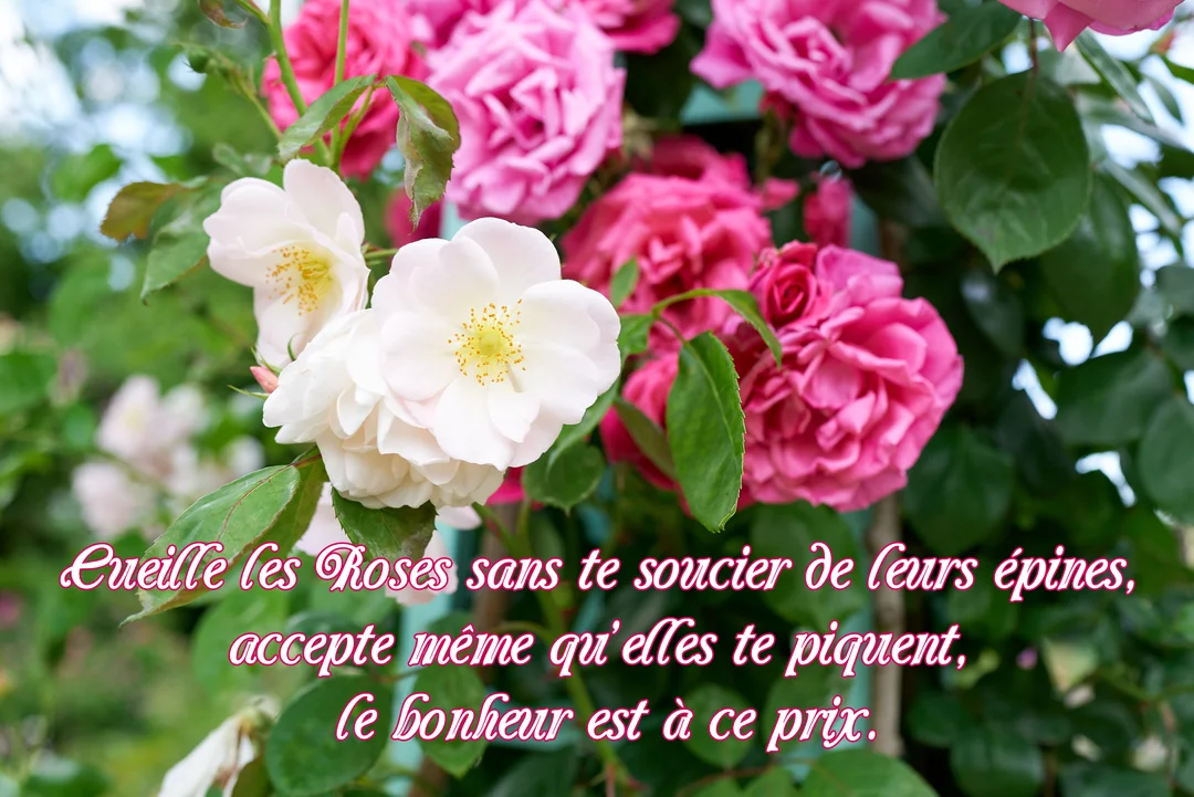 Un buisson de roses en pleine floraison, avec des fleurs roses fuchsia en arrière-plan et des roses blanches épanouies au premier plan.