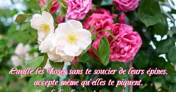 Aperçu de la carte : « Cueille les roses sans te soucier des épines, le bonheur est à ce prix... »