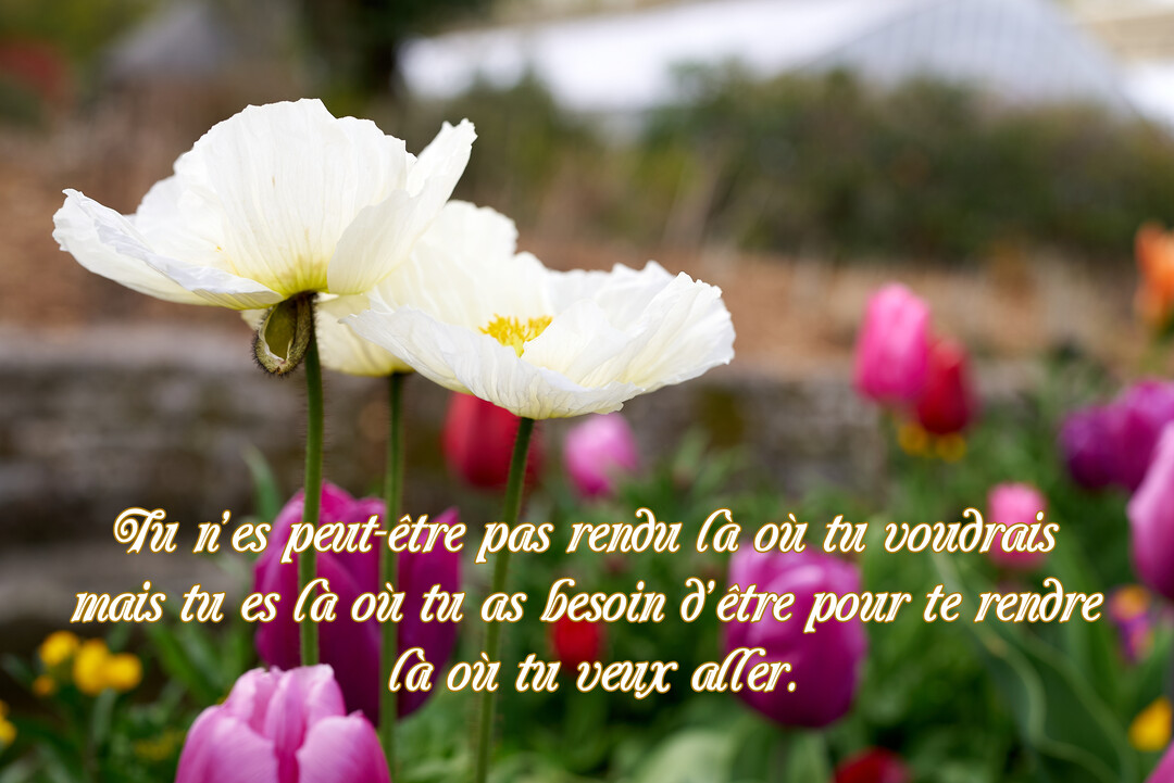 Photographie en gros plan de pavots blancs délicats sur un fond flou de tulipes roses et violettes dans un jardin printanier.