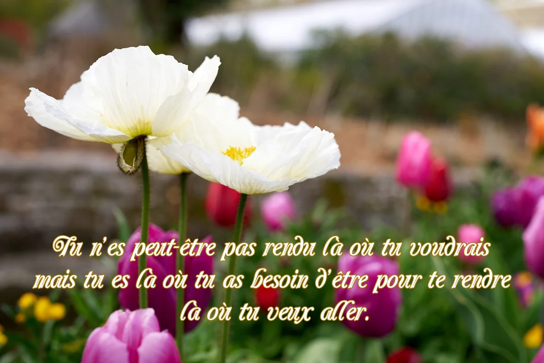 Photographie en gros plan de pavots blancs délicats sur un fond flou de tulipes roses et violettes dans un jardin printanier.