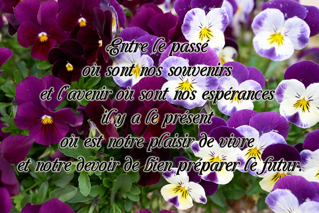 Un parterre de pensées aux pétales violets, pourpres et blancs, sur lequel est superposée une citation philosophique sur le temps qui passe.