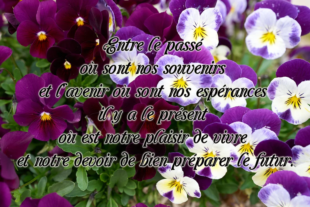 Un parterre de pensées aux pétales violets, pourpres et blancs, sur lequel est superposée une citation philosophique sur le temps qui passe.