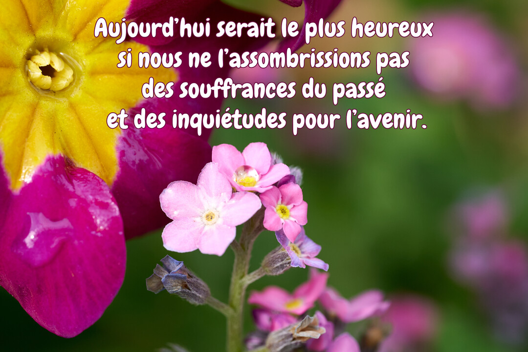 Une photographie en gros plan de délicates fleurs roses et d'une plus grande fleur magenta et jaune, avec une citation philosophique superposée.