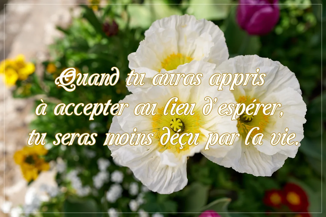 Une citation sur l'acceptation est superposée sur une photographie en gros plan de trois fleurs de pavot blanches avec un cœur jaune.