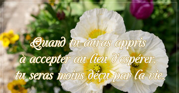 Aperçu de la carte : « Quand tu auras appris à accepter au lieu d'espérer... »