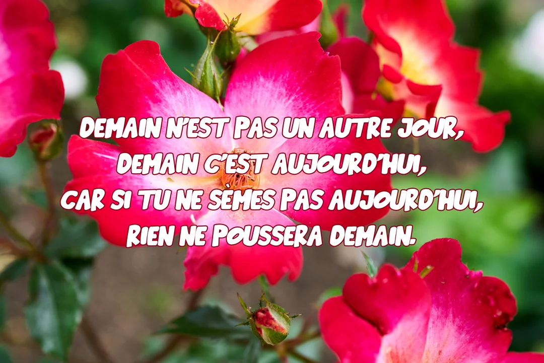 Une citation sur l'importance du présent est superposée sur une photographie en gros plan de fleurs de roses bicolores, rose fuchsia et blanches.