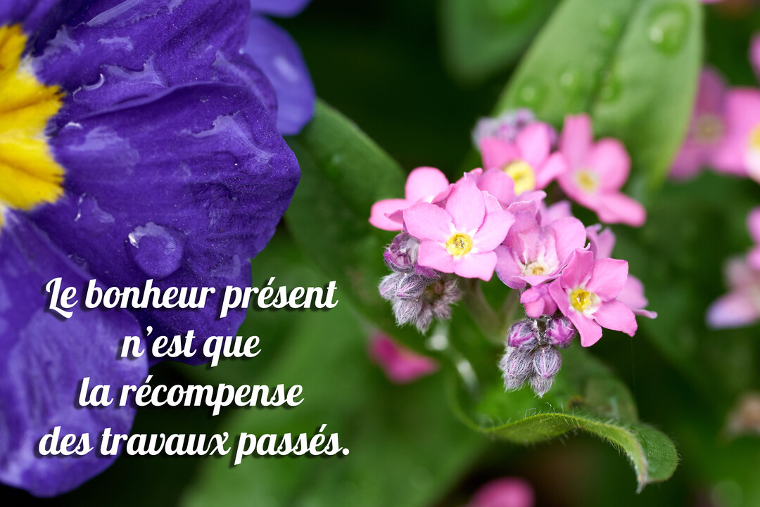 Un gros plan photographique montre des fleurs violettes et roses, avec la citation 'Le bonheur présent n'est que la récompense des travaux passés'.
