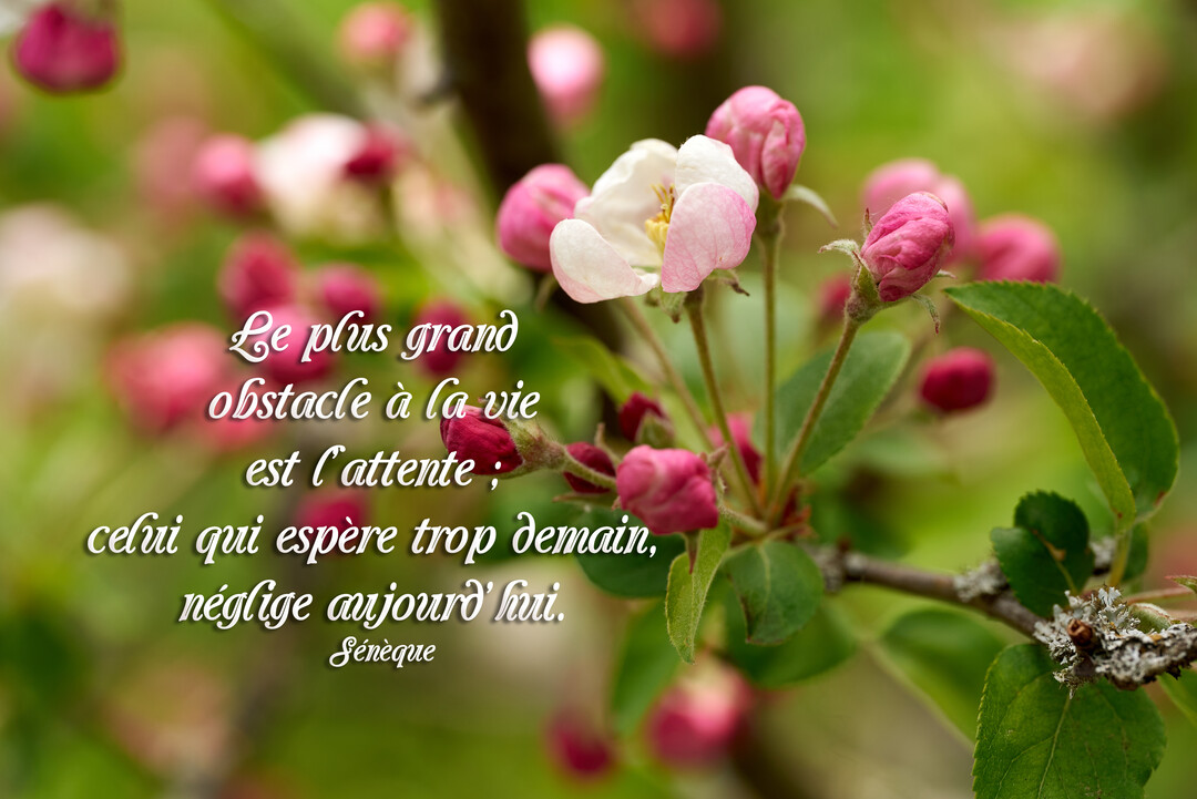 Une citation de Sénèque est superposée sur une photographie en gros plan de bourgeons et de fleurs de cerisier roses et blancs.