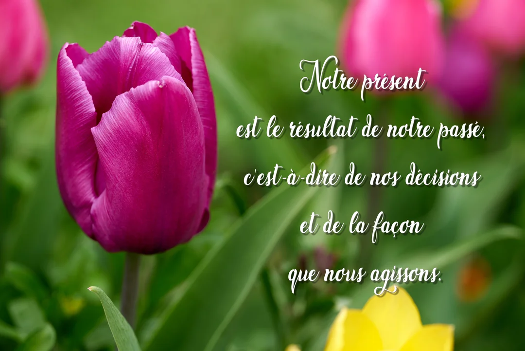 Photographie en gros plan d'une tulipe magenta, avec un texte de citation en écriture cursive blanche superposé sur un jardin fleuri et flou.