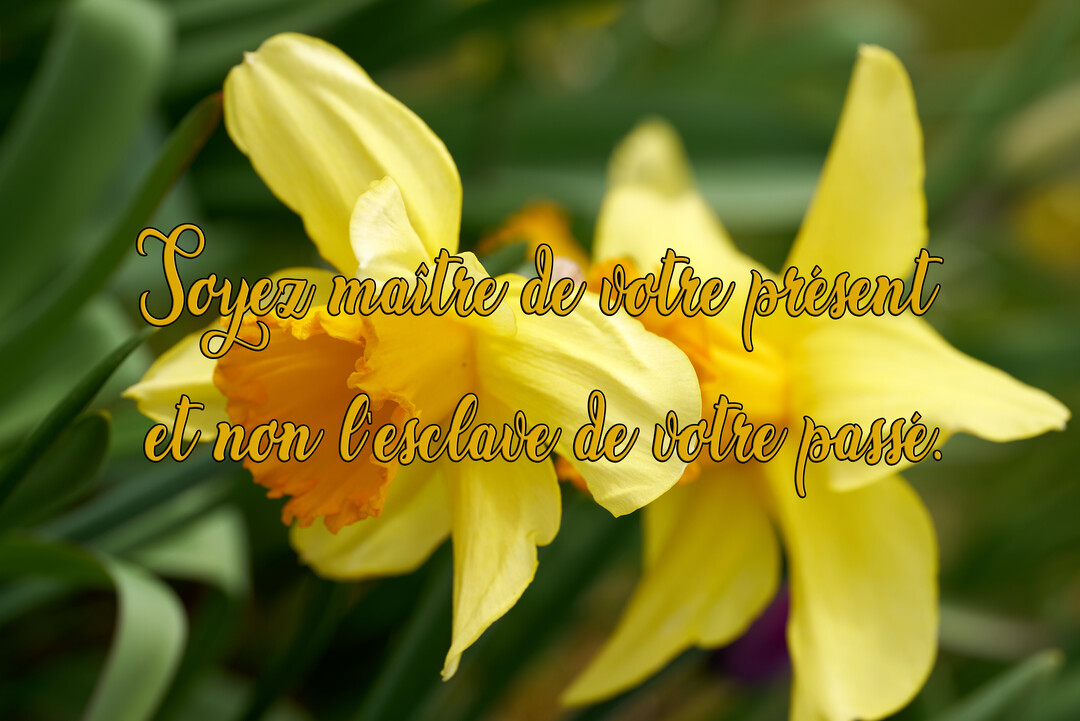 Un gros plan sur deux fleurs de jonquille jaunes au cœur orangé, sur un fond de feuillage vert flouté, avec une citation en superposition.