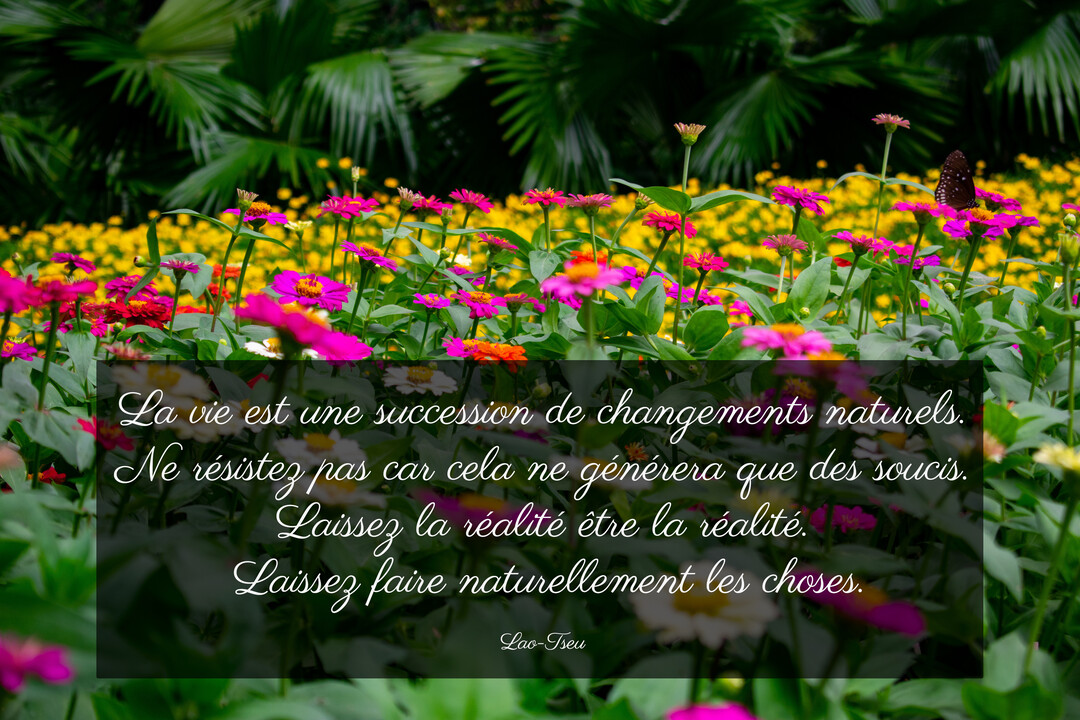 Une citation philosophique de Lao-Tseu est superposée sur une photographie d'un parterre de fleurs colorées avec un papillon posé sur une fleur.