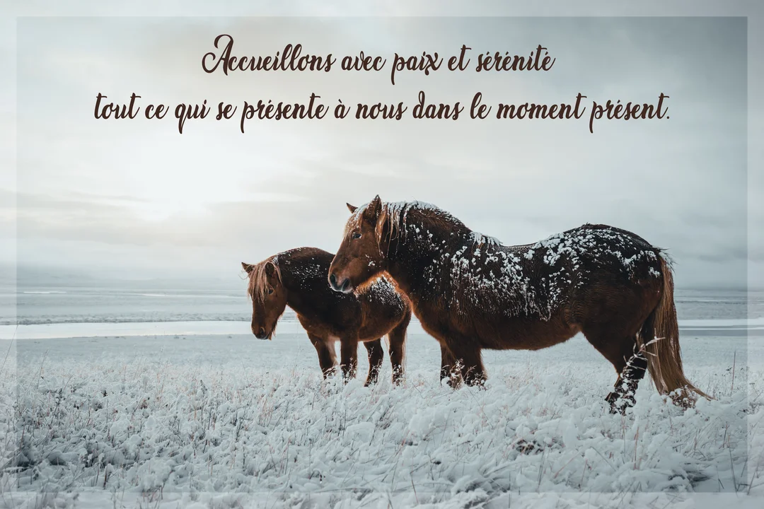 Deux chevaux marron stoïques, avec de la neige sur le dos, se tiennent côte à côte dans une vaste plaine hivernale enneigée.