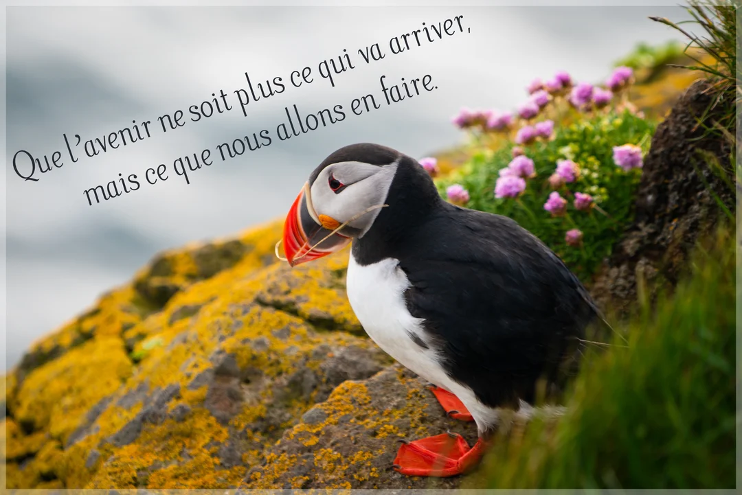 Un macareux moine noir et blanc avec un bec coloré se tient sur un rocher jaune, à côté de petites fleurs roses.