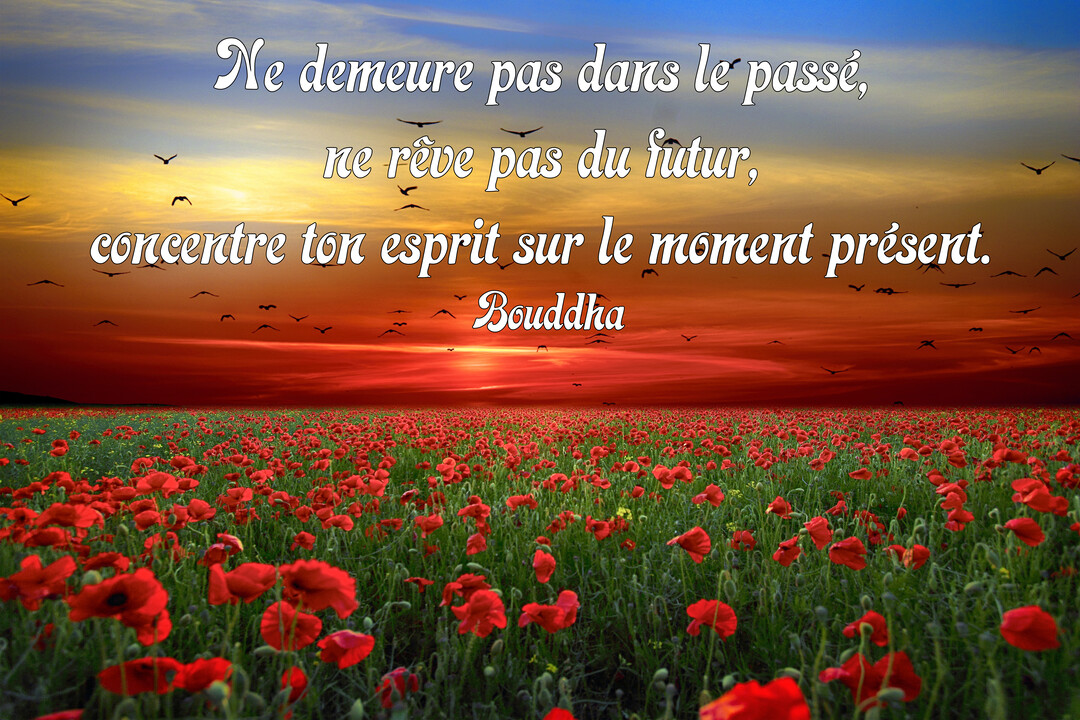 Un champ de coquelicots s'étend sous un ciel crépusculaire rouge et orangé, avec une envolée d'oiseaux et une citation de Bouddha superposée.