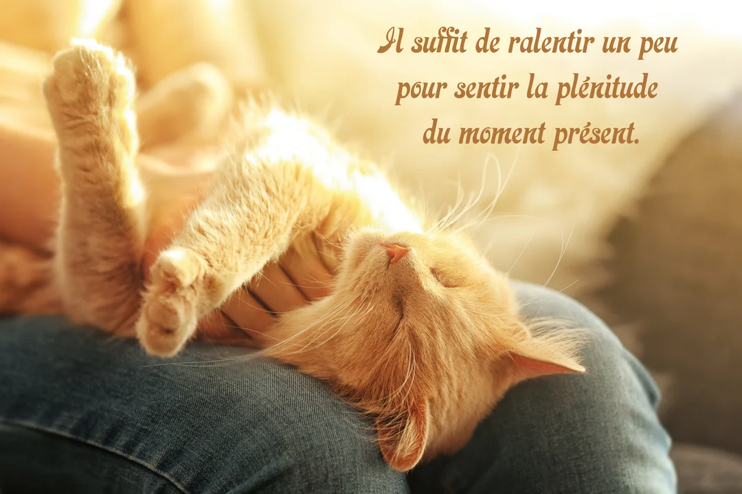 Un chat roux assoupi paisiblement sur les genoux d'une personne en jean, dans une lumière chaude et dorée qui évoque la quiétude.